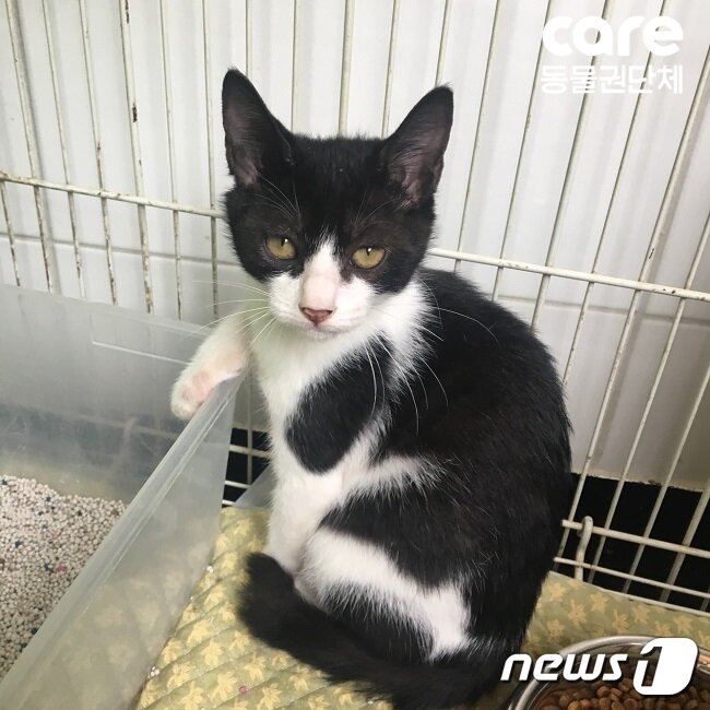 본문 이미지 - 폼폼이.ⓒ News1