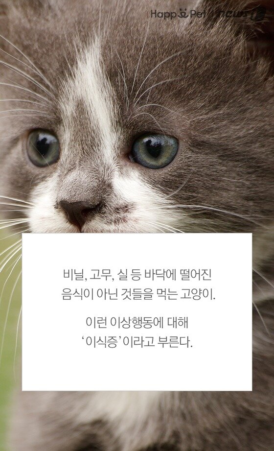 본문 이미지 -  