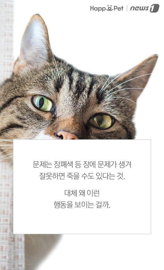 본문 이미지 -  