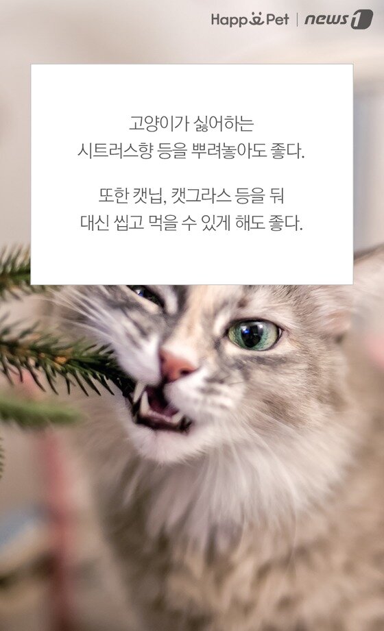 본문 이미지 -  