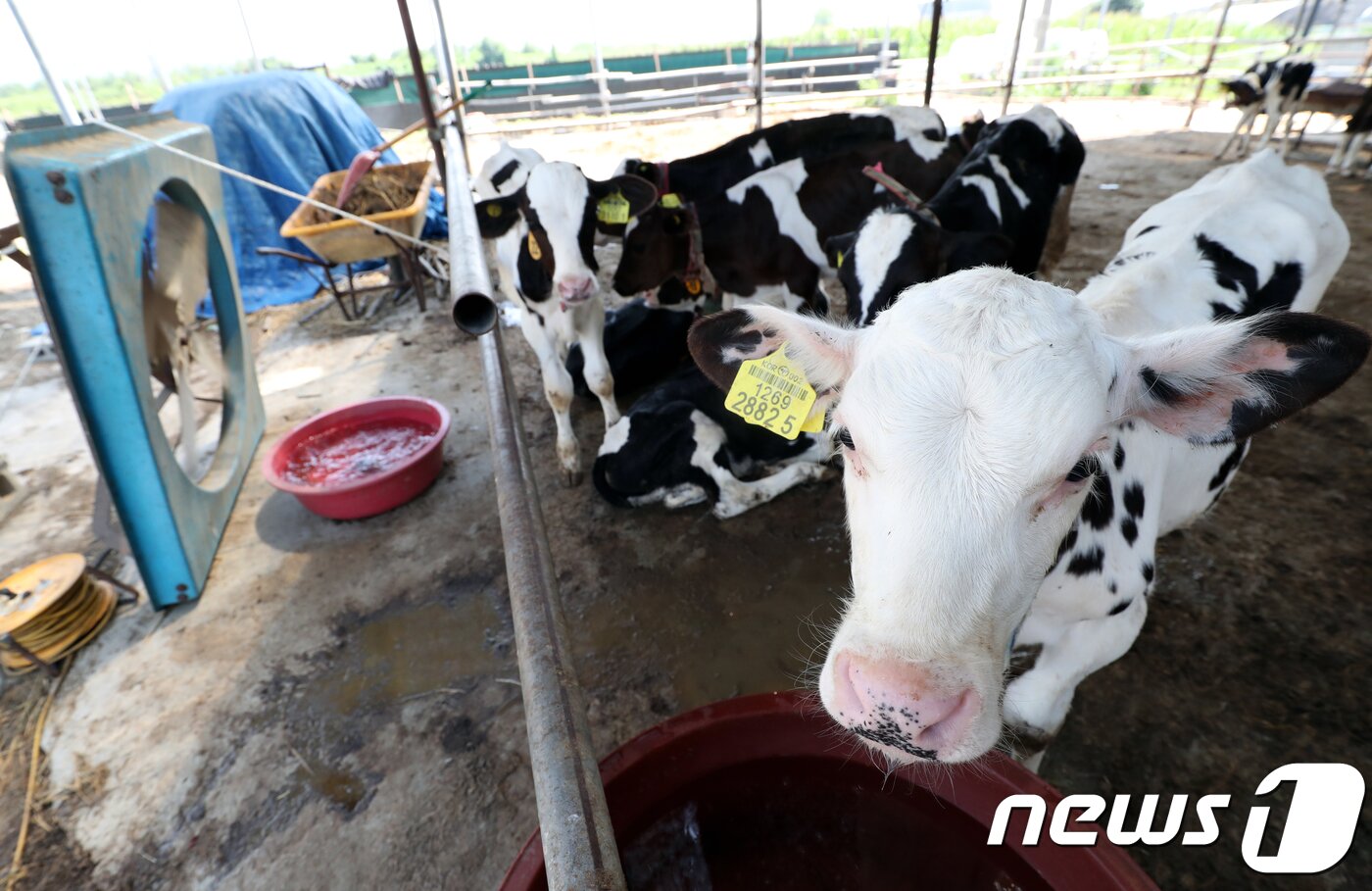 본문 이미지 - 충북 청주시 흥덕구 옥산면의 한 젖소 농장에서 새끼 젖소들이 대형 선풍기 앞에서 더위를 식히고 있다. 2018.7.24/뉴스1 ⓒ News1 김용빈 기자