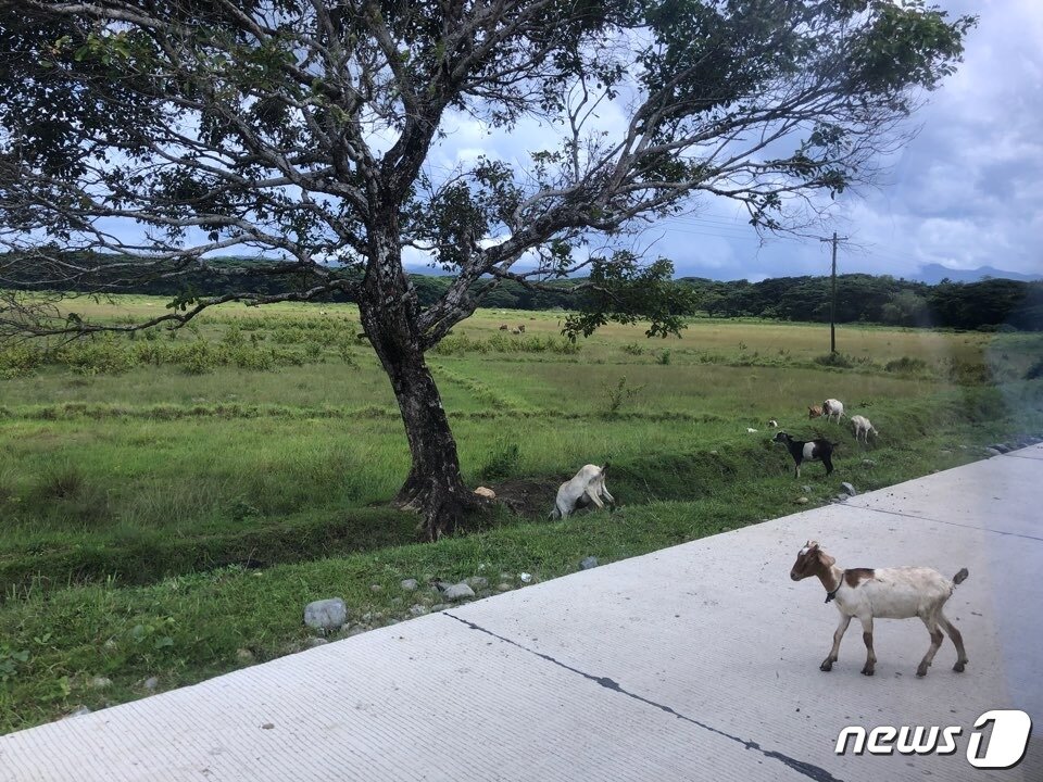 본문 이미지 - 이와힉 교도소 내 펼쳐진 초원의 모습. 이 곳에서 아기염소들이 한가롭게 풀을 뜯고 있다. ⓒ News1 문대현 기자