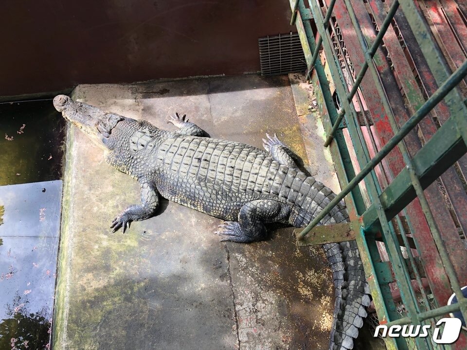 본문 이미지 - 악어농장에 있는 악어. 바라보기만 해도 오싹해진다.ⓒ News1 문대현 기자