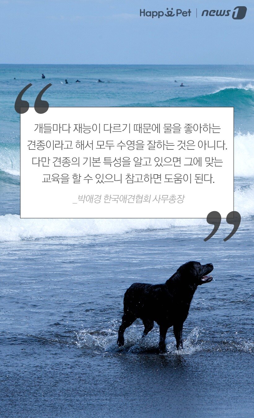 본문 이미지 -  참고 한국애견협회 외.