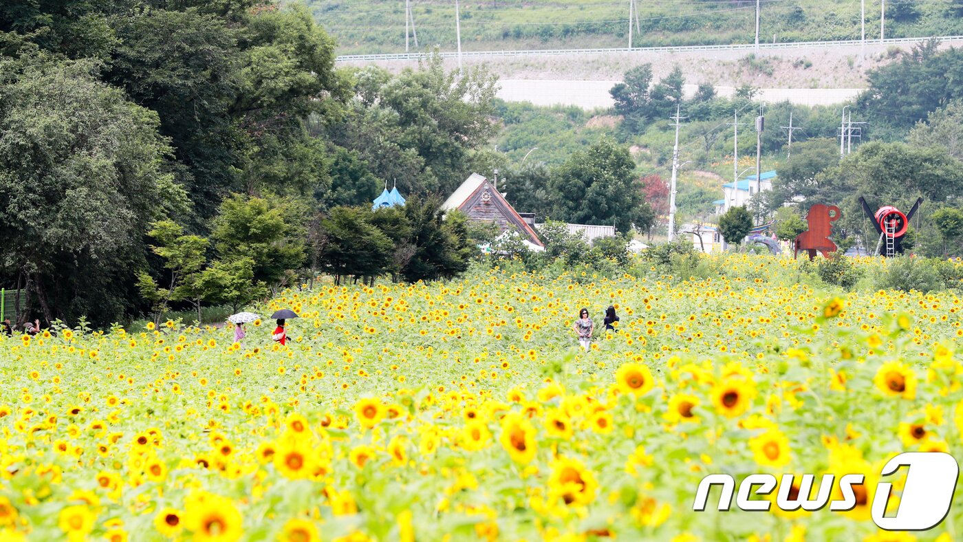 본문 이미지 - 사진은 강원 태백시 황지동 구와우마을 일원에서 펼쳐진 태백 해바라기축제장2018.7.27/뉴스1 ⓒ News1 