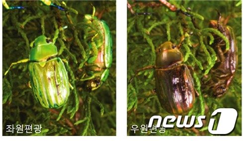본문 이미지 - 좌원편광 빛과 우원편광 빛에 노출된 C. gloriosa 풍뎅이의 사진(KAIST 제공)ⓒ News1