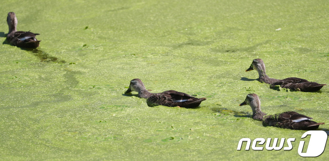 (전주=뉴스1) 문요한 기자 = 연일 폭염이 계속되고 있는 31일 전북 전주시 덕진공원에서 오리 가족이 녹조가 발생한 호수를 헤엄치고 있다. 기상청은 내일과 모레 서울의 낮 최고기 …