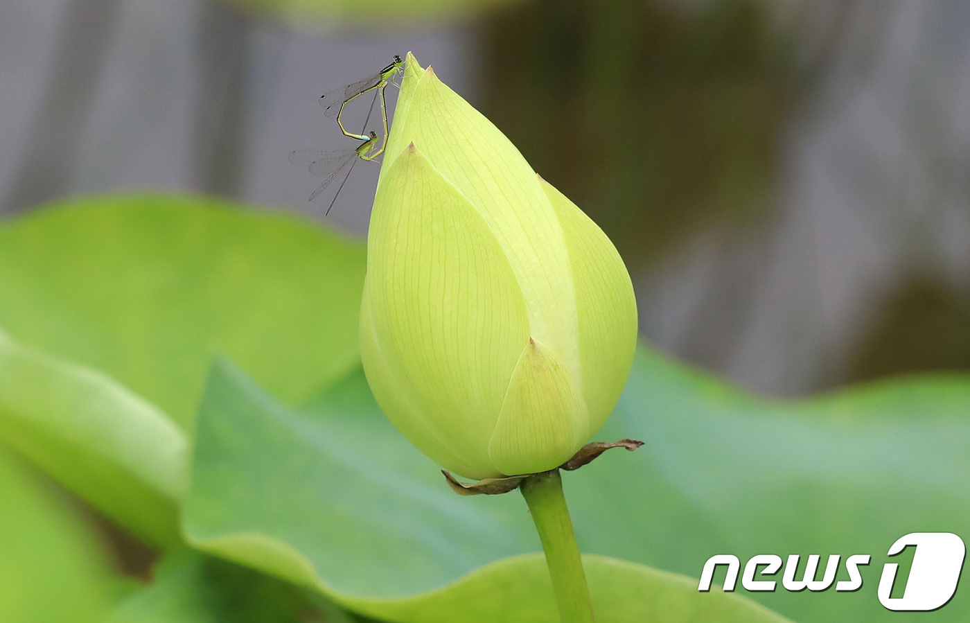 (서울=뉴스1) = 9일 경남 함양군 상림연꽃단지에서 실잠자리 한쌍이 백연꽃봉우리에 앉아 사랑을 나누고 있다.(함양군 제공) 2018.7.9/뉴스1