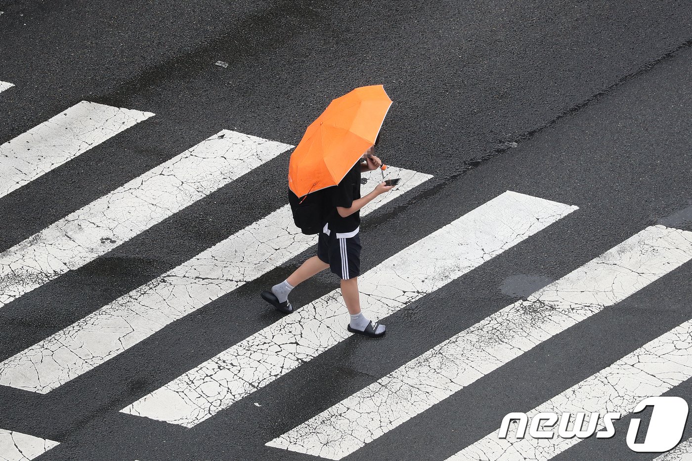 장맛비가 오락가락 내리는 9일 대구 수성구 범물동 한 횡단보도에서 우산을 쓴 청소년이 스마트폰에 집중한 채 길을 건너고 있다.2018.7.9/뉴스1 ⓒ News1 공정식 기자