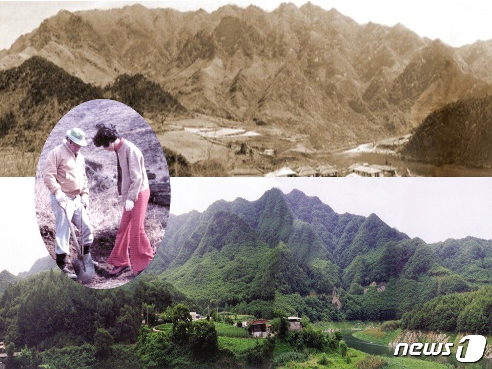 본문 이미지 - 벌거숭이였던 충주 인등산이 울창한 '인재의 숲'으로 변한 모습. 원안은 故 최종현 회장과 故 박계희 여사가 1977년 인등산에서 함께 나무를 심는 모습 ⓒ News1
