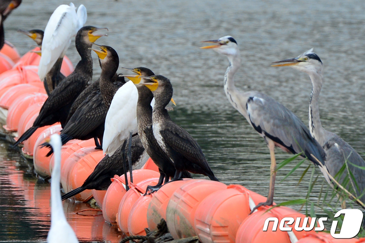 (포항=뉴스1) 최창호 기자 = 13일 오후 경북 포항시 남구 연일읍 유강리 형산강 상류에서 가마우지와 왜가리가 연일 계속되는 찜통더위에 가뿐 숨을 몰아쉬고 있다.2018.8.13 …