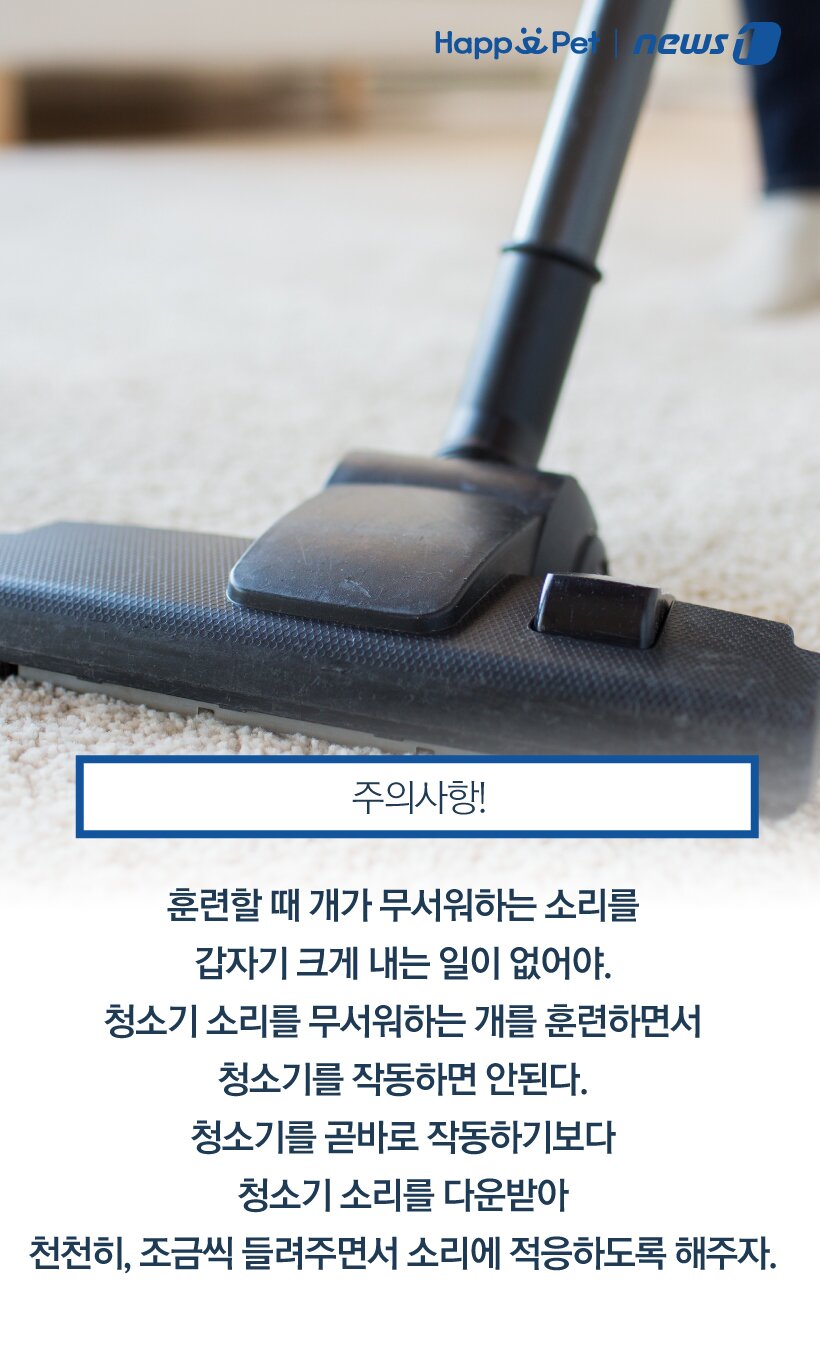 본문 이미지 -  참고 농림축산식품부, 대한수의사회, 이혜원 건국대 3R동물복지연구소 부소장 외