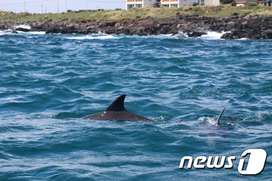 야생 돌고래는 배를 타고 15분 정도만 나가도 볼 수 있다.© News1 윤슬빈 기자