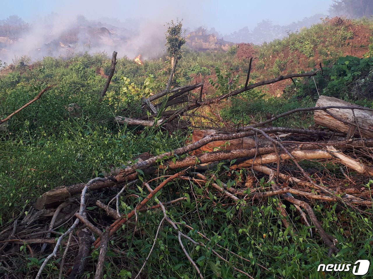 본문 이미지 - 주민들은 춘천시가 소나무재선충병 방제차원에서 벌목하고 처리하지 않은 소나무 잔가지에 불이 옮겨 붙어 확산됐다고 주장하고 있다. 2018.8.17/뉴스1 ⓒ News1 김경석 기자