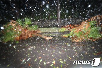 본문 이미지 - 제19호 태풍 솔릭이 한반도를 향해 북상중인 22일 제주 서귀포시 중문관광단지 인근에서 야자수가 강풍을 이기지 못하고 쓰러져 있다. 2018.8.22/뉴스1 ⓒ News1 이석형 기자