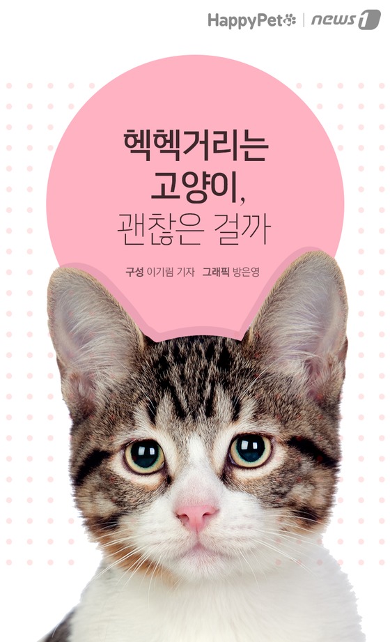 펫카드] '헥헥' 개구호흡하는 고양이 괜찮을까 - 뉴스1