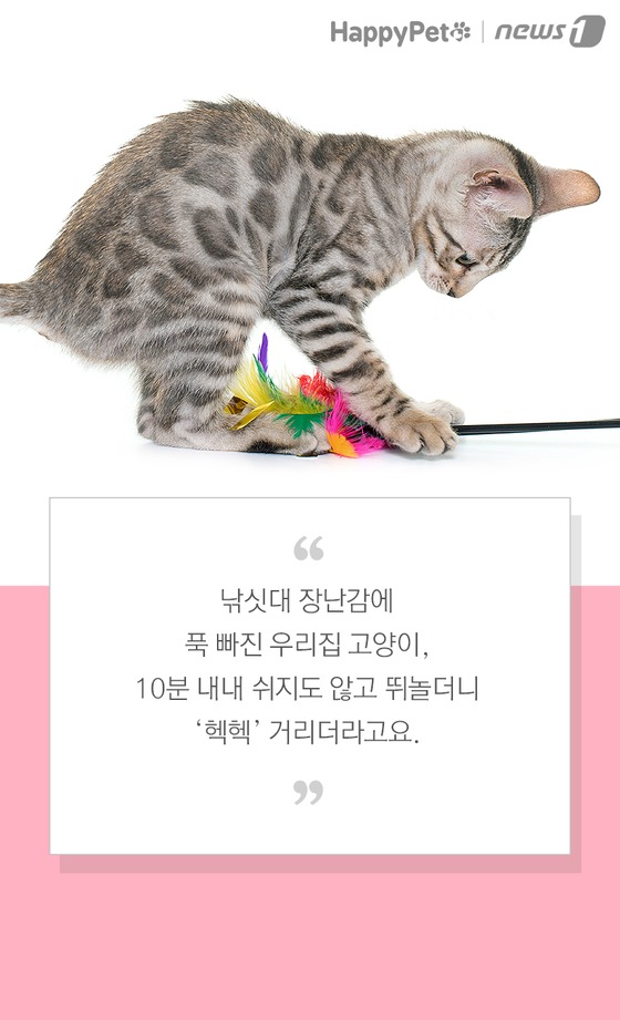 펫카드] '헥헥' 개구호흡하는 고양이 괜찮을까 - 뉴스1
