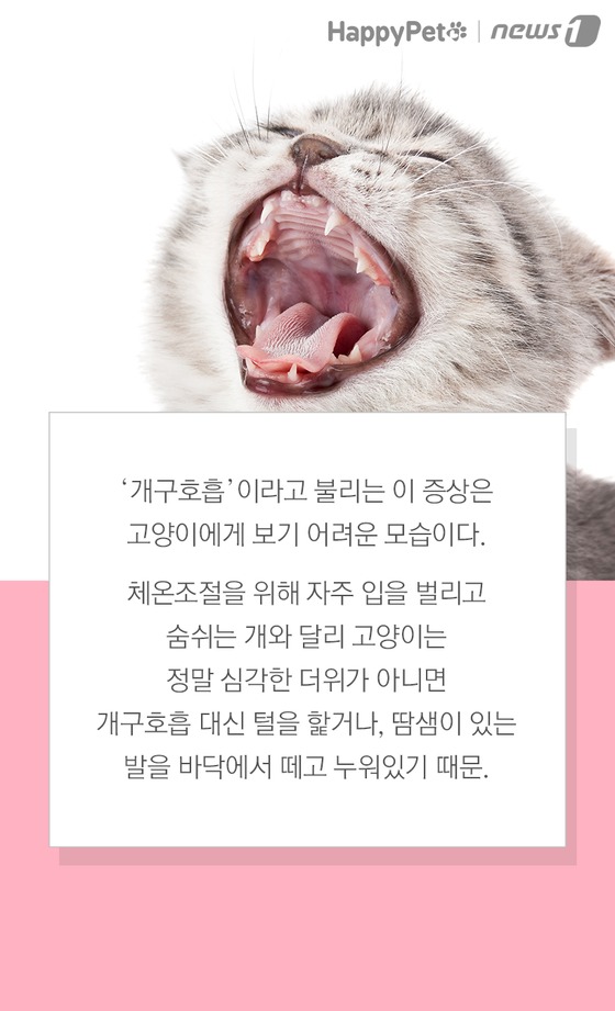 펫카드] '헥헥' 개구호흡하는 고양이 괜찮을까 - 뉴스1