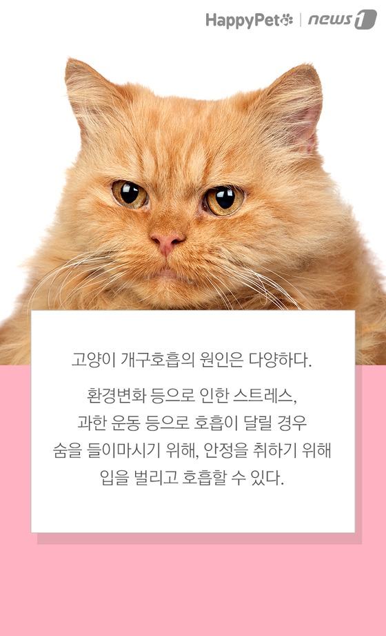 펫카드] '헥헥' 개구호흡하는 고양이 괜찮을까 - 뉴스1