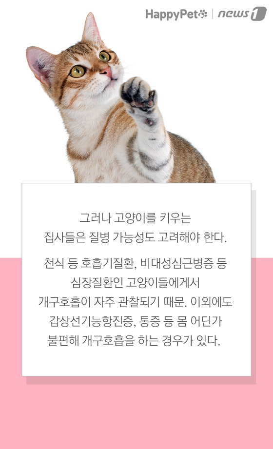 펫카드] '헥헥' 개구호흡하는 고양이 괜찮을까 - 뉴스1