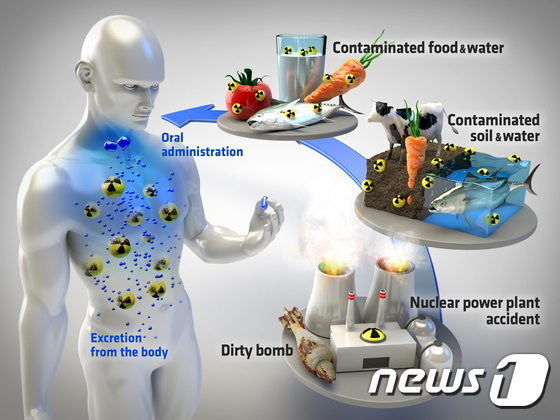 연구팀이 개발한 ‘생체 제염제’를 이용한 체내 방사성 세슘 제거 모식도.(동아대학교 제공)© News1