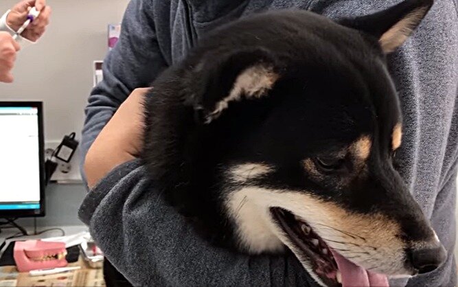 본문 이미지 - 사진 시바견곰이탱이 중 한 장면. ⓒ News1