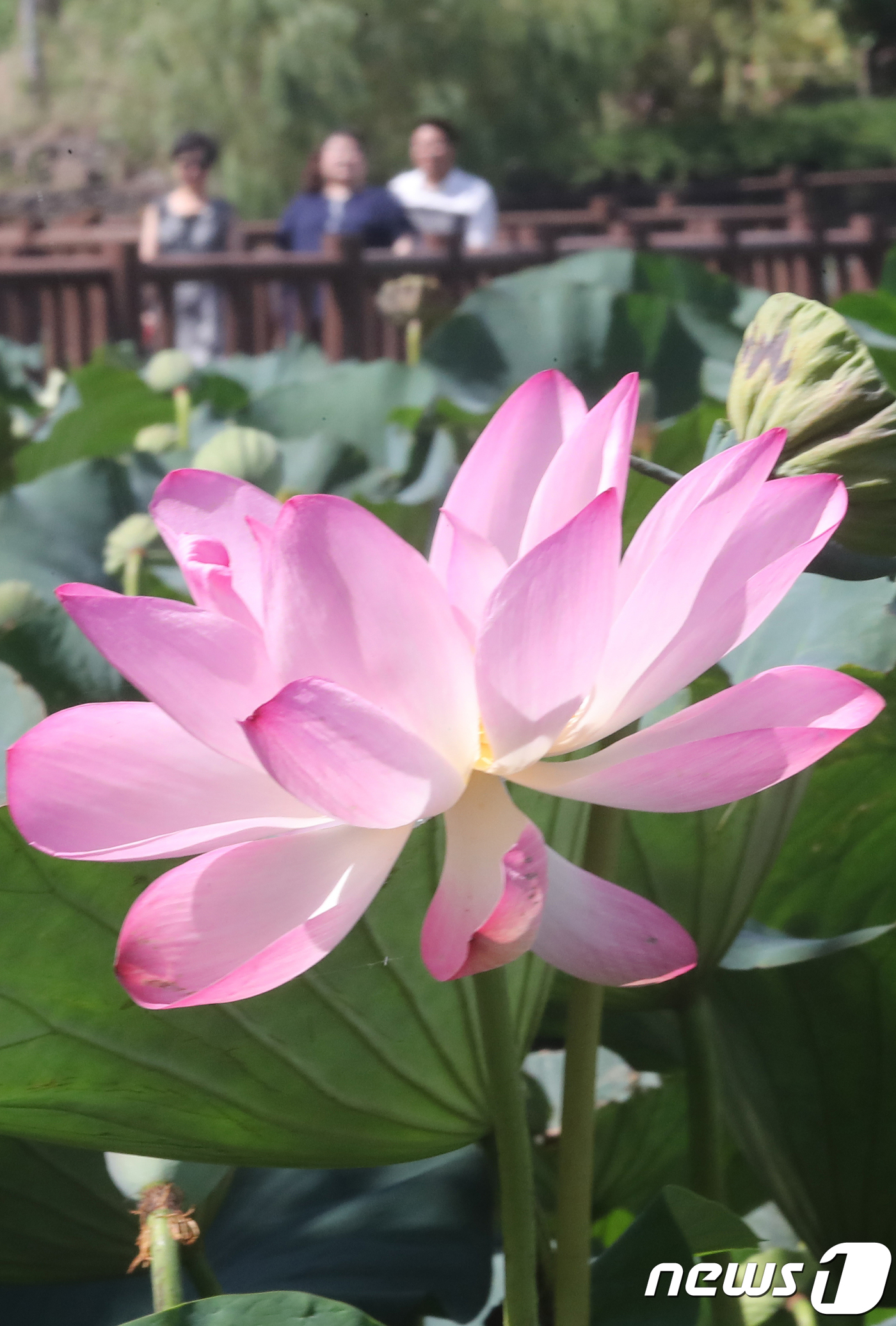 (제주=뉴스1) 이석형 기자 = 30일 제주시 하가리 연못에 연꽃이 활짝 펴 관광객들의 시선을 끌고 있다.2018.8.30/뉴스1