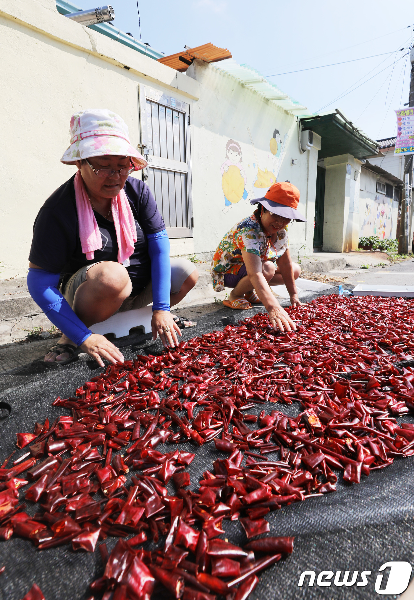 (수원=뉴스1) 오장환 기자 = 가을에 들어선다는 의미의 입추(立秋)를 이틀 앞둔 5일 오후 경기도 수원시의 한 주택가 골목에서 어르신들이 고추를 말리고 있다. 2018.8.5/뉴 …