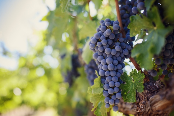 미국 와인 시장의 85%이상이 캘리포니아산이다.