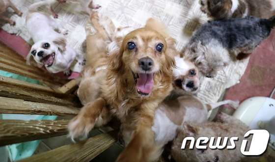 한 유기동물보호소에서 가족을 기다리는 유기견들./뉴스1 © News1 오장환 기자