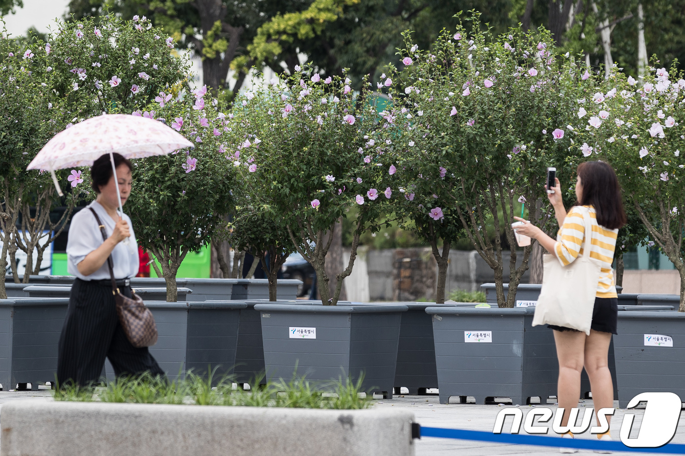 (서울=뉴스1) 유승관 기자 = 8일 서울 광화문광장에 전국 각지에서 출품된 1,200여 점의 무궁화 분화들이 전시돼 있다.산림청은 10일부터 15일까지 서울시와 공동으로 광화문광 …