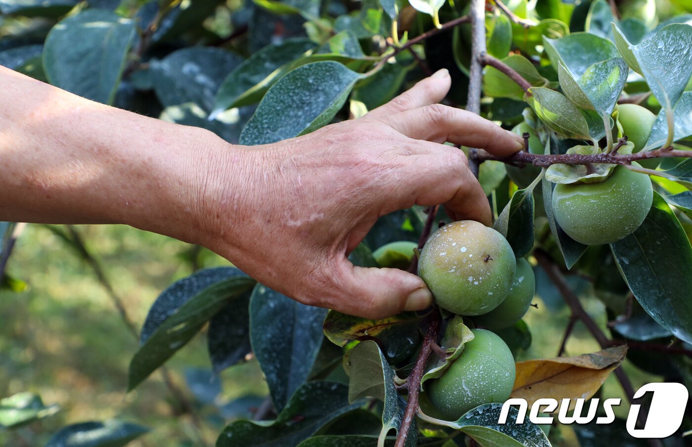 본문 이미지 - 9일 전남 담양군 고서면 한 단감농장에서 오영춘씨(65)가 1달째 계속된 폭염으로 햇볕에 덴 감들을 따내고 있다. 오씨는 이처럼 일소 현상(햇볕에 뎀)이 나타난 감은 물러져 상품가치가 없다고 설명했다.2018.8.9/뉴스1 ⓒ News1 한산 기자
