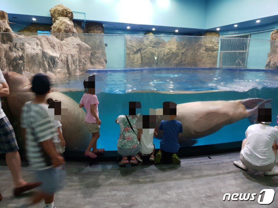 본문 이미지 - 덩치 큰 바다코끼리 두 마리가 좁은 수족관에서 헤엄치고 있다. ⓒ News1 김연수 기자