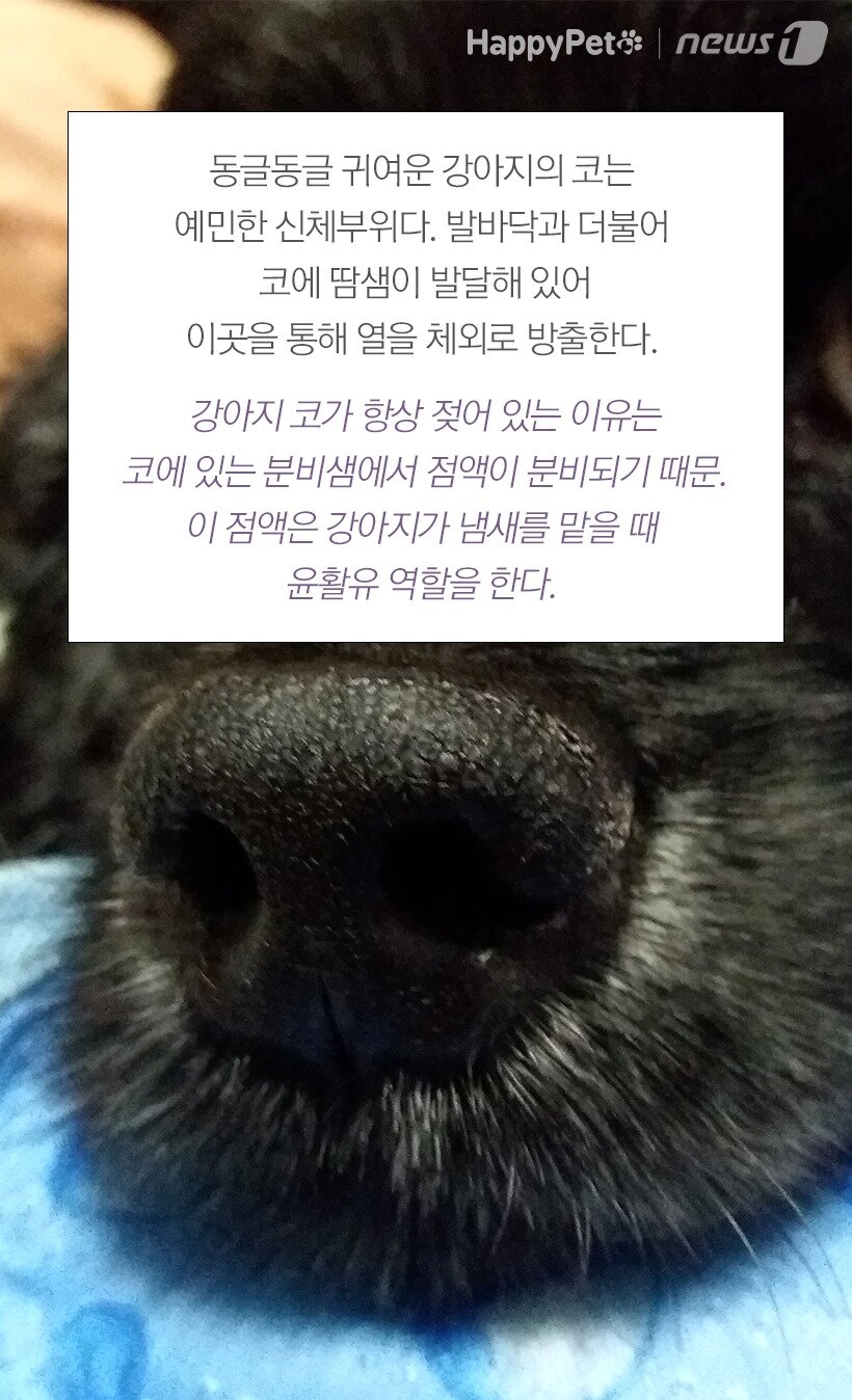 본문 이미지 -  