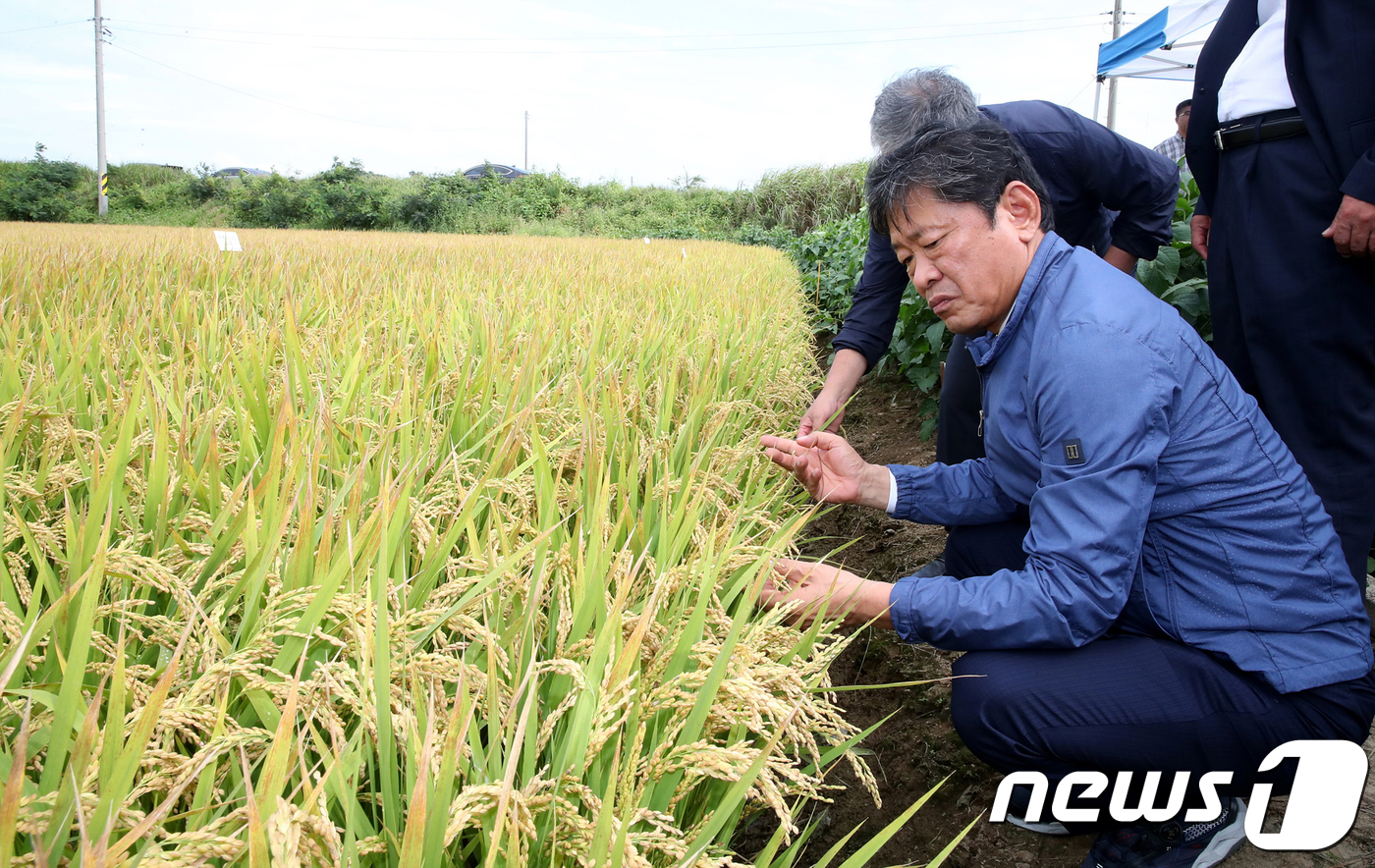 (서울=뉴스1) = 라승용 농촌진흥청장이 14일 김제시 백산농협에서 열린 밀묘·소식 재배 농법 관련 수확 시연회에서 벼를 살펴보고 있다. (농촌진흥청 제공) 2018.9.14/뉴스 …