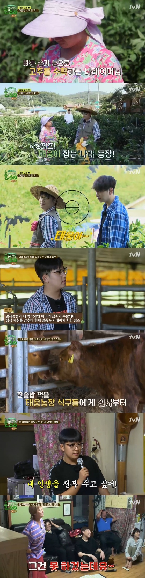 tvN 풀 뜯어 먹는 소리 © News1