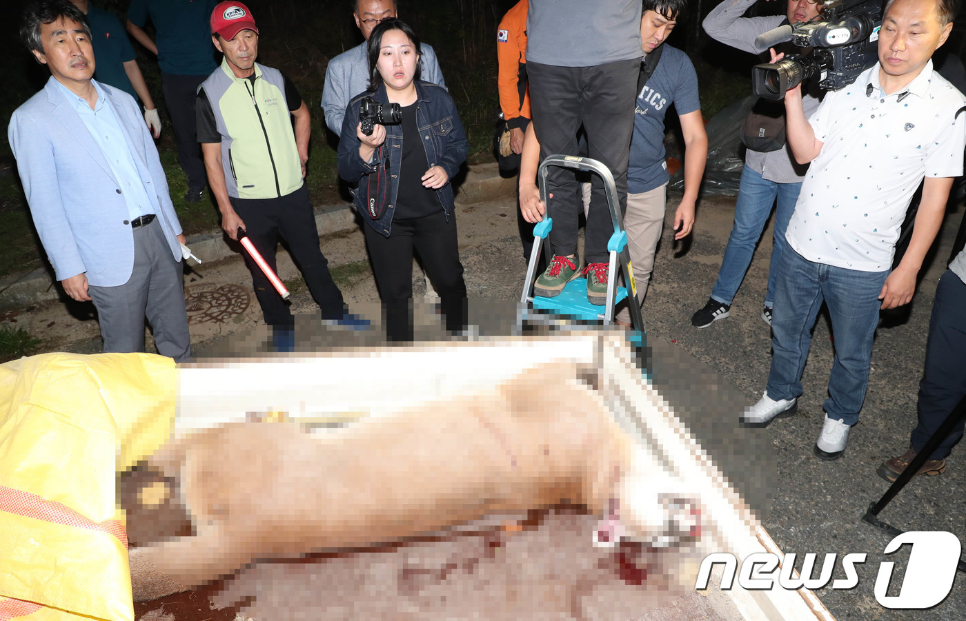 (대전=뉴스1) 주기철 기자 = 18일 오후 대전시 중구 사정동 대전동물원에서 탈출 4시간30여분 만에 엽사에 의해 사살된 퓨마가 동물원 내 동물병원 구조차량으로 옮겨지고 있다.한 …