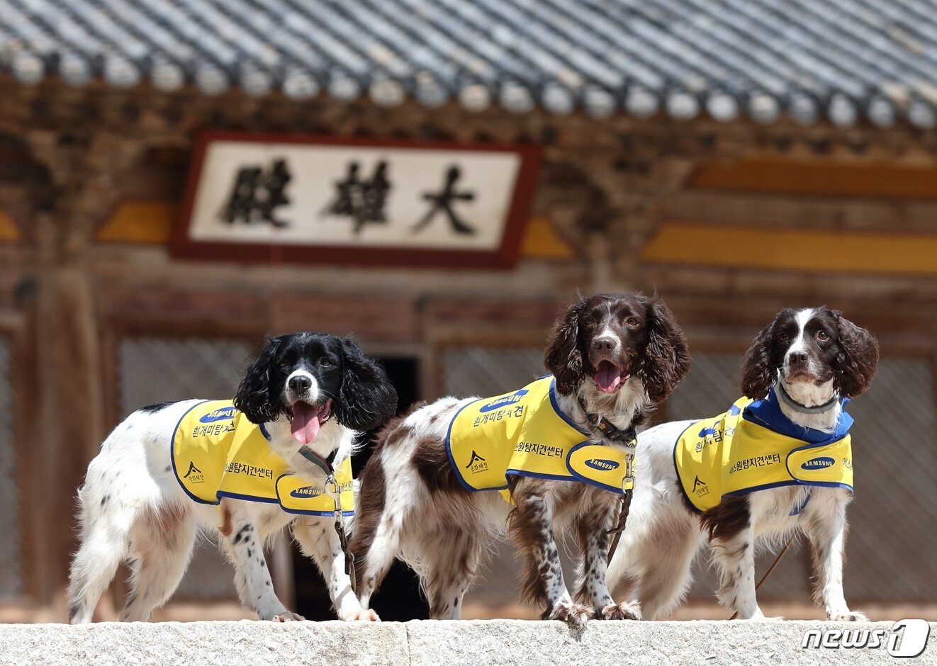 본문 이미지 - 왼쪽부터 흰개미탐지견 가람, 아라, 마루. 에버랜드가 위탁 운영 중인 에스원탐지견센터가 관리하고 있다. 사진 에스원탐지견센터 제공. ⓒ News1