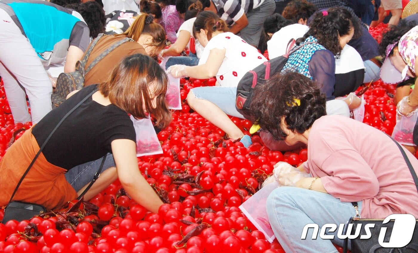 본문 이미지 - 괴산고추축제 인기 프로그램 황금고추를 찾아라.2018.9.2ⓒ News1 김정수기자