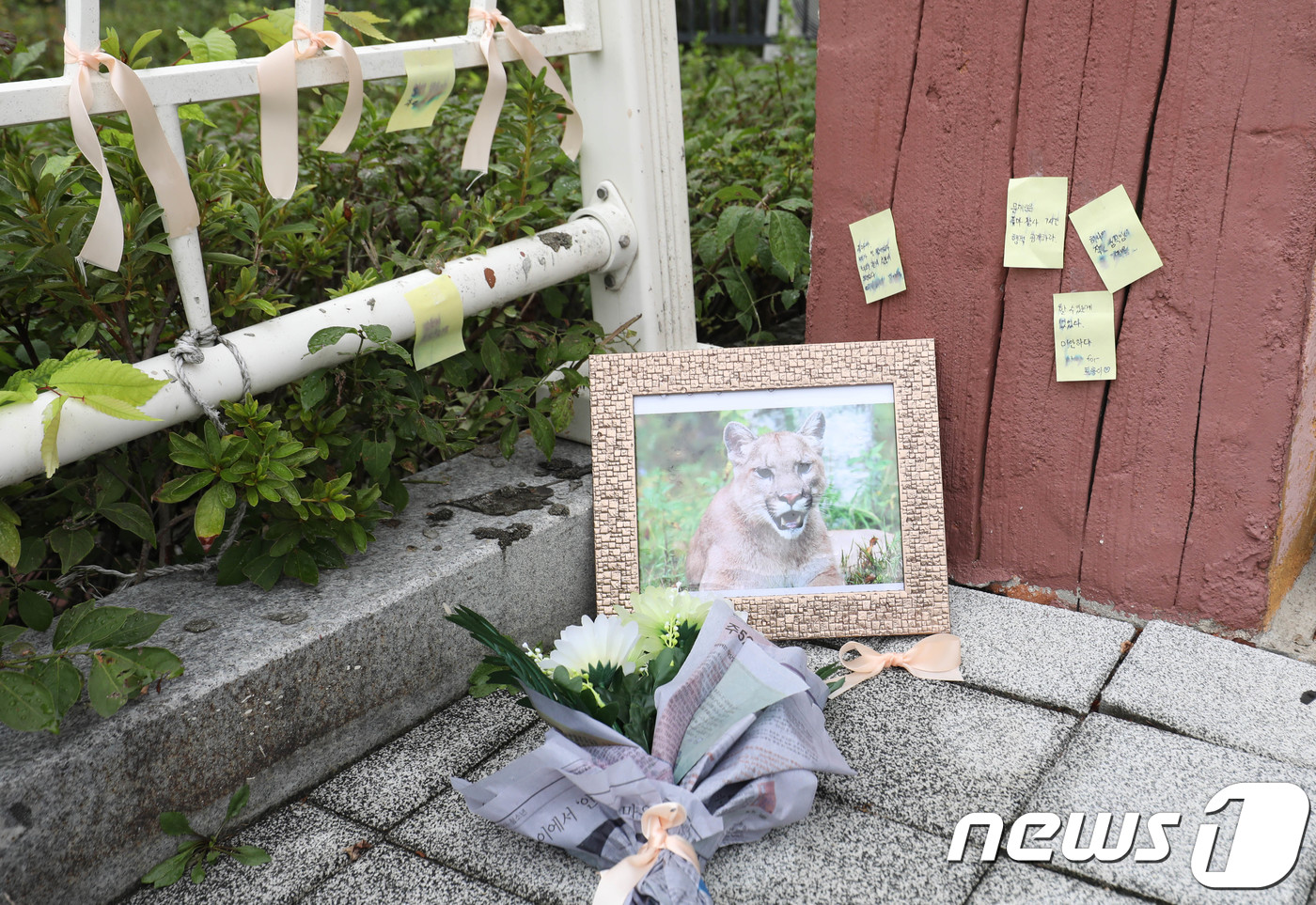 (대전=뉴스1) 주기철 기자 = 20일 오전 대전동물원 입구에 시민들이 사살된 퓨마(호롱이) 사진액자와 추모 내용이 담긴 포스트잇을 붙였다. 최근 대전동물원에서 탈출했다가 사살당한 …