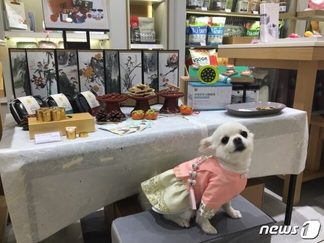 본문 이미지 - 롯데백화점이 운영하는 반려동물 컨설팅매장 '집사'에 진열된 차례상 앞에서 한 반려견이 인증사진을 찍고 있다. 차례상에는 수수펫푸드의 수제간식 3종과 후각놀이장난감 화투, 반려동물 얼굴을 넣은 가짜 돈이 진열됐다. 그 옆에는 이츠독이 만든 동물용 한복도 진열됐다.(사진 롯데백화점 제공)ⓒ News1