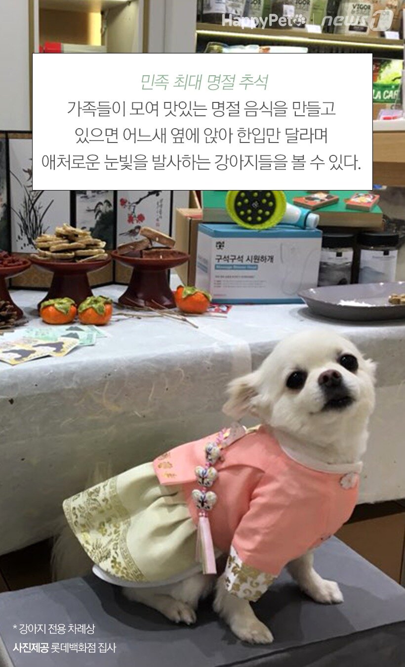 본문 이미지 - 강아지 전용 차례상. 사진제공 롯데백화점 집사 