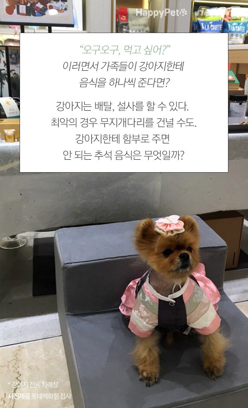 본문 이미지 - 강아지 전용 차례상. 사진제공 롯데백화점 집사  