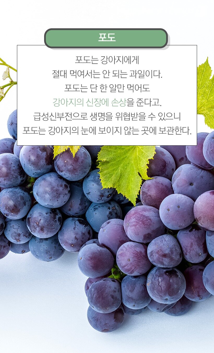 본문 이미지 - 포도 