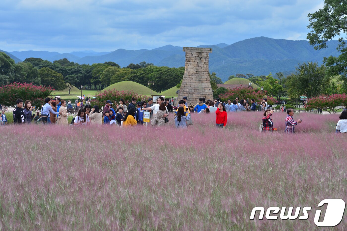 본문 이미지 - 경북 경주시 동부사적지 첨성대 인근에서 관광객들이 핑크뮬리를 배경으로 가을 추억을 담고 있다 ⓒ News1 