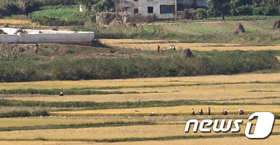 황금 들녘에서 일하는 북한 주민들