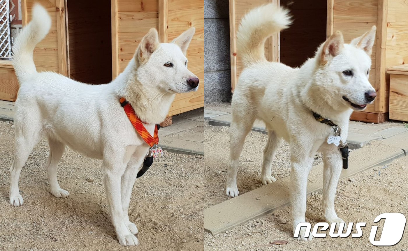 본문 이미지 - 지난 2018년 김정은 북한 국무위원장이 문재인 전 대통령에게 선물한 풍산개(청와대 제공) 2018.9.30/뉴스1