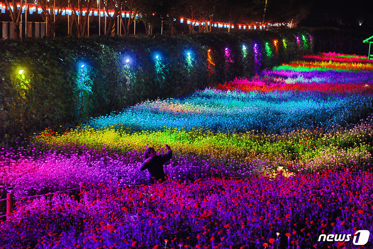 (평창=뉴스1) = 평창군 평창읍 평창강 둔치에서 열린 2018 평창백일홍축제를 찾은 방문객들이 지난 29일 밤 천만송이 백일홍 꽃밭 야경을 즐기고 있다. ‘소중한 인연과 함께하는 …