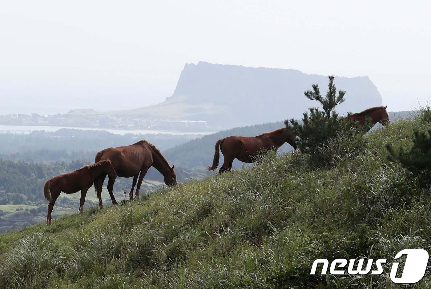 본문 이미지 - 5일 오전 제주시 구좌읍 용눈이오름 정상에서 말 가족이 한가롭게 풀을 뜯고 있다. 뉴스1 DB ⓒ News1