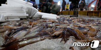 본문 이미지 - 강원도 동해안에서 갓 잡아올린 오징어 (News1 DB) 뉴스1
